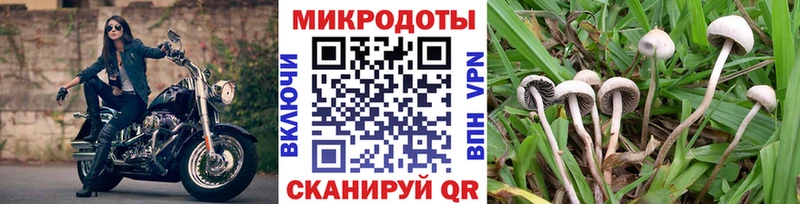 blacksprut зеркало Надым Псилоцибиновые грибы мицелий